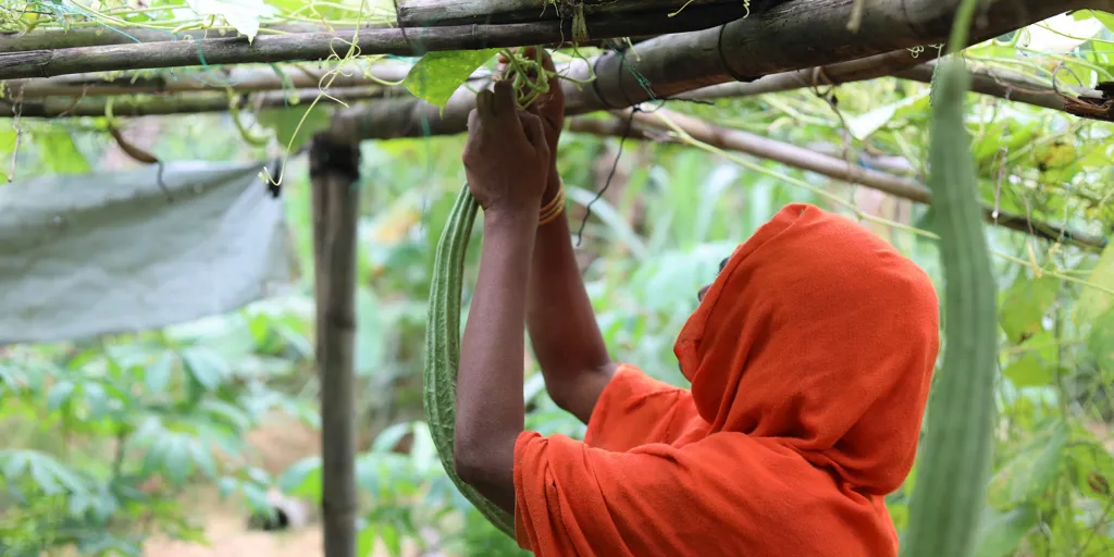 Bangladesh. Livelihood Activities For Refugees