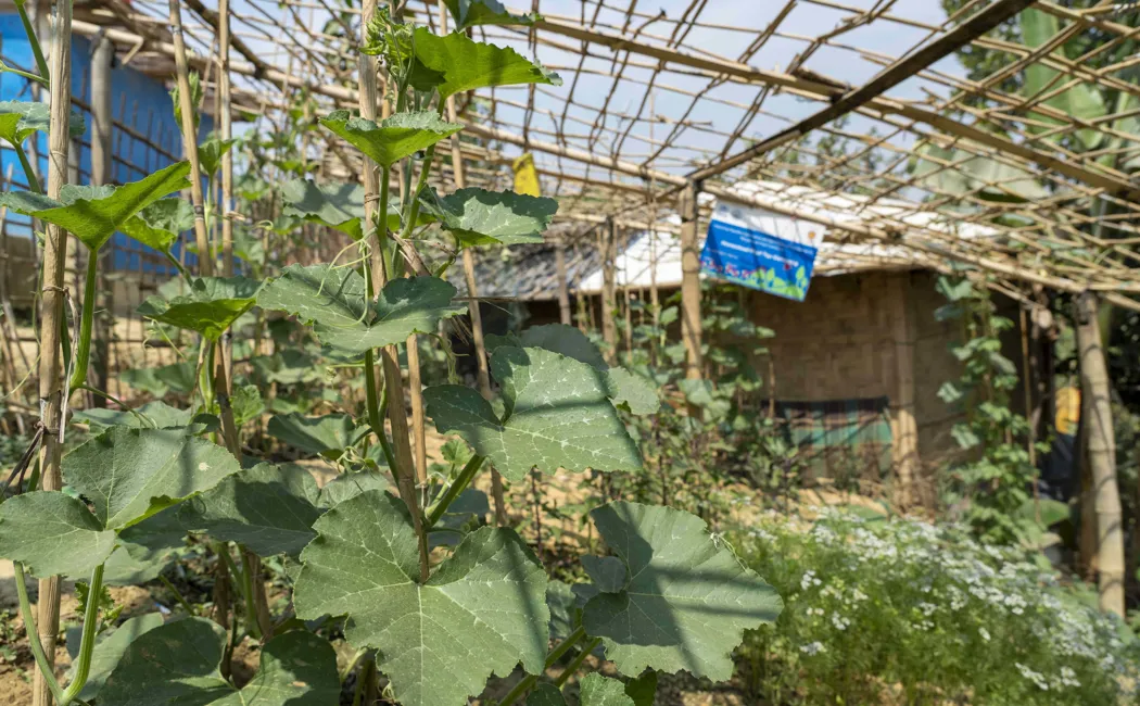 Bangladesh_Rooftop-garden-Cox's-Bazar