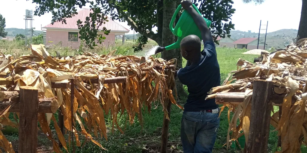 Manishimwe Shalom watering his vegetable nursery bed at the vocational training centre in Kyaka II